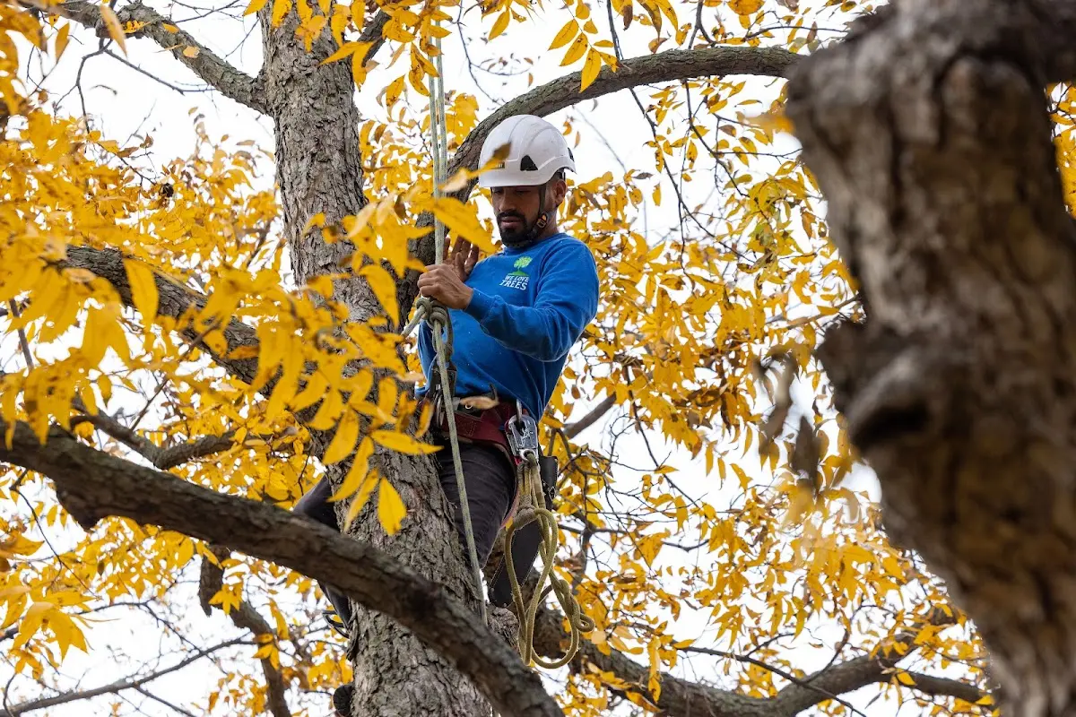 Skilled Tree Trimming crew working in Orland